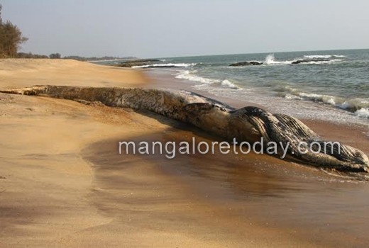 Someshwar beach 1
